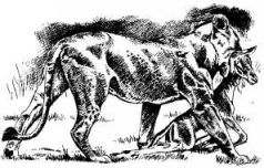 Там где бродили львы (с иллюстрациями) - pic103.jpg