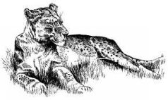 Там где бродили львы (с иллюстрациями) - pic107.jpg