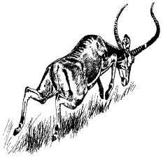 Там где бродили львы (с иллюстрациями) - pic112.jpg