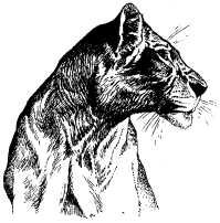 Там где бродили львы (с иллюстрациями) - pic117.jpg