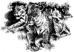 Там где бродили львы (с иллюстрациями) - pic119.jpg