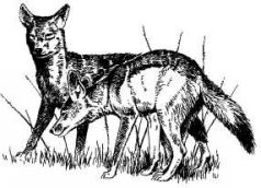 Там где бродили львы (с иллюстрациями) - pic95.jpg