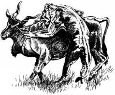 Там где бродили львы (с иллюстрациями) - pic125.jpg