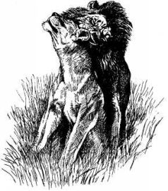 Там где бродили львы (с иллюстрациями) - pic127.jpg