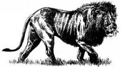 Там где бродили львы (с иллюстрациями) - pic136.jpg