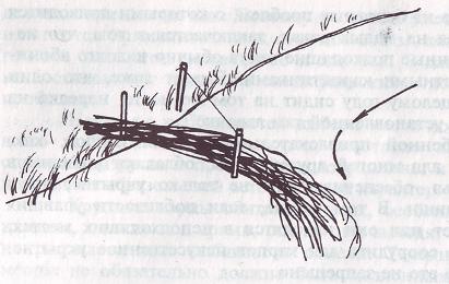 Карп - i_075.jpg