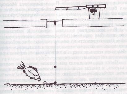 Карп - i_080.jpg