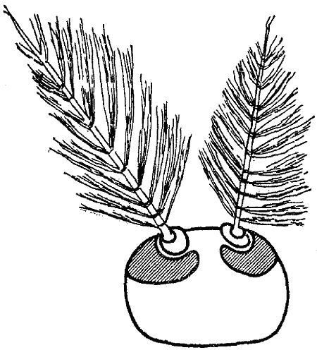 Чувства животных - i_013.png