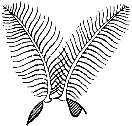 Чувства животных - i_029.png