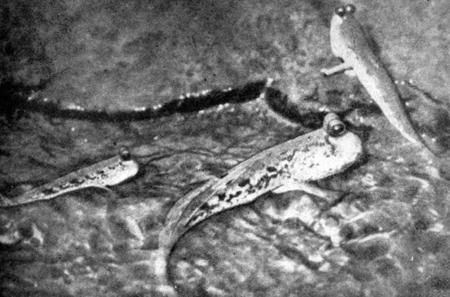 Чувства животных - i_043.jpg