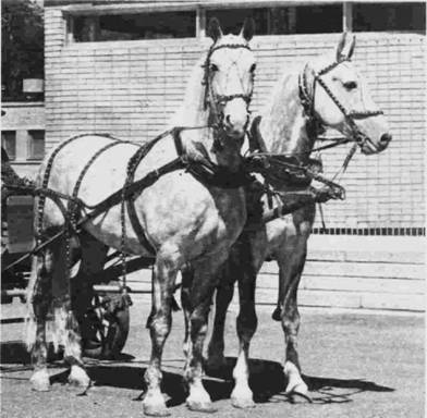 Конская упряжь — основные элементы, требования и особенности - _01.jpg