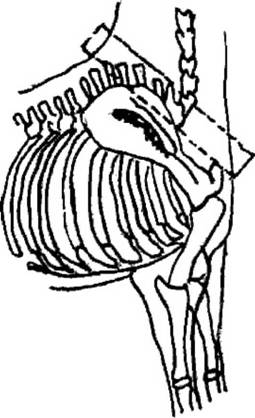 Конская упряжь — основные элементы, требования и особенности - _05.jpg