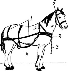 Конская упряжь — основные элементы, требования и особенности - _15.jpg