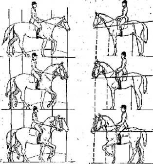 Лошадь в выездке (ЛП) - _01.jpg