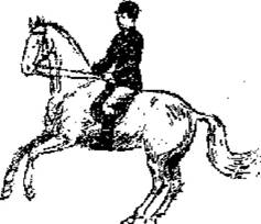 Лошадь в выездке (ЛП) - _03.jpg