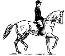 Лошадь в выездке (ЛП) - _05.jpg