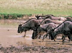 Журнал «Вокруг Света» №7 за 2004 год - any2fbimgloader25.jpeg