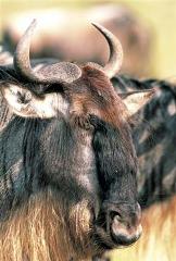 Журнал «Вокруг Света» №7 за 2004 год - any2fbimgloader26.jpeg