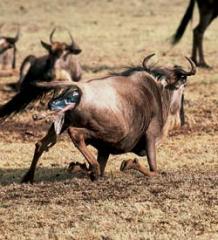 Журнал «Вокруг Света» №7 за 2004 год - any2fbimgloader27.jpeg