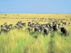 Журнал «Вокруг Света» №5 за 2001 год - _123.jpg