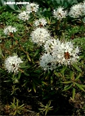 Гомеопатия для пациентов - i_012.jpg