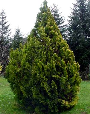 Гомеопатия для пациентов - i_016.jpg