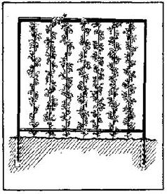 Как благоустроить приусадебный участок - pic_30.jpg