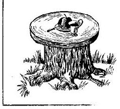 Как благоустроить приусадебный участок - pic_39.jpg