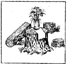 Как благоустроить приусадебный участок - pic_40.jpg