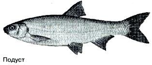 Тайны рыбацкого счастья - i_026.jpg