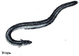 Тайны рыбацкого счастья - i_032.jpg