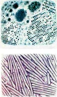 Живые организмы-спутники человека - _03.jpg