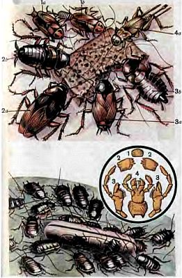 Живые организмы-спутники человека - _18.jpg