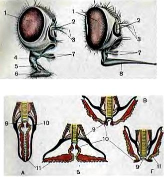 Живые организмы-спутники человека - _25.jpg