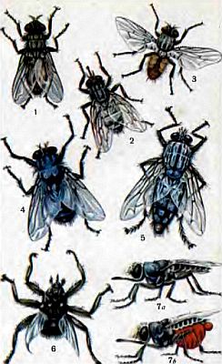Живые организмы-спутники человека - _26.jpg
