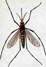 Живые организмы-спутники человека - _27.jpg