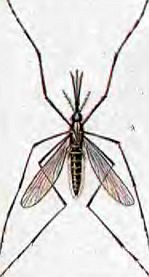 Живые организмы-спутники человека - _28.jpg