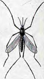 Живые организмы-спутники человека - _29.jpg