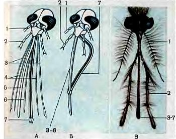 Живые организмы-спутники человека - _30.jpg