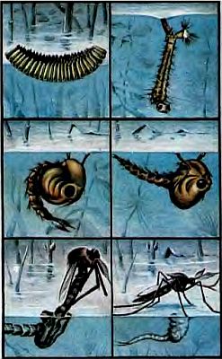 Живые организмы-спутники человека - _31.jpg