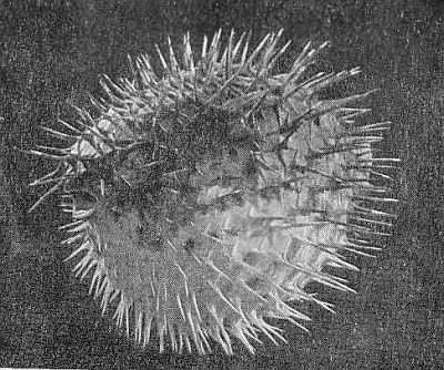 «Витязь» в Индийском океане - i_029.jpg