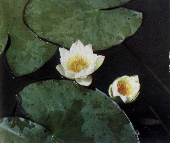 Приишимье - img_13.jpeg