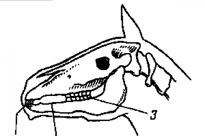 Как правильно ездить верхом - _02.png