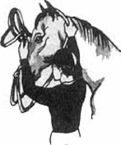 Как правильно ездить верхом - _05.jpg