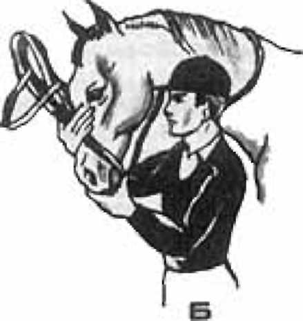 Как правильно ездить верхом - _06.jpg