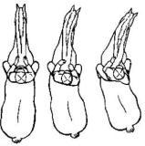 Как правильно ездить верхом - _30_1.jpg