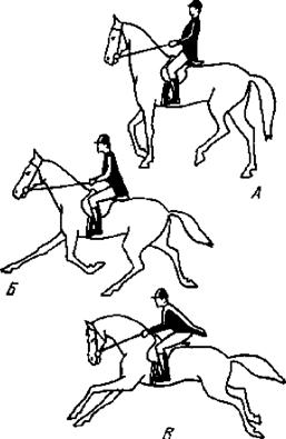 Как правильно ездить верхом - _31.jpg