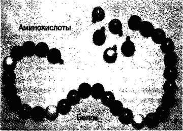 Биология веры: Недостающее звено между Жизнью и Сознанием - _01.jpg