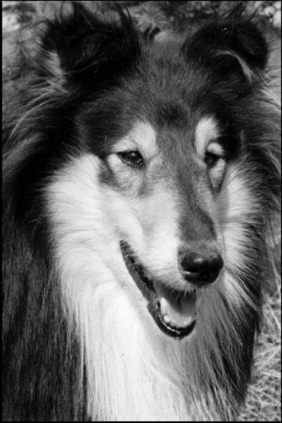 Колли - _03.jpg