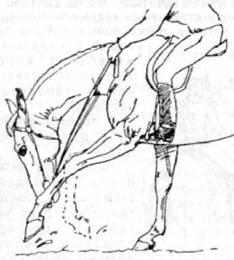 15 уроков верховой езды - i_023.jpg